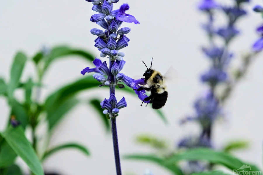Just A Blue Salvia Buzzing Bee  Print