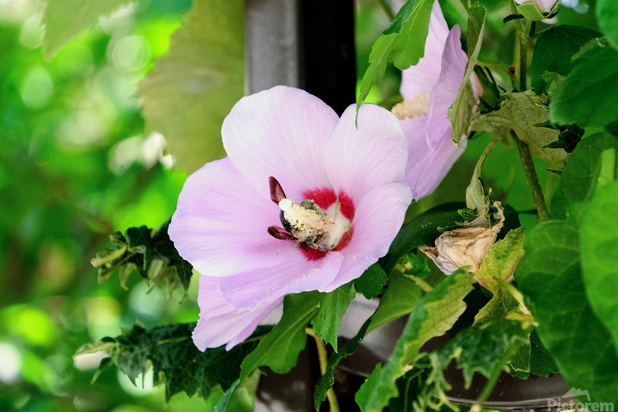 Bee Drowning in Pollen   Print