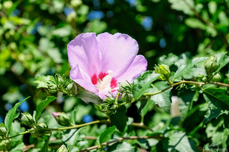 A Hibiscus Glimpse into Nature’s Heartbeat  Print