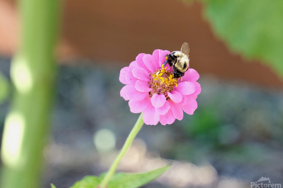 The Quiet Provider: Portrait of Pollination  Print