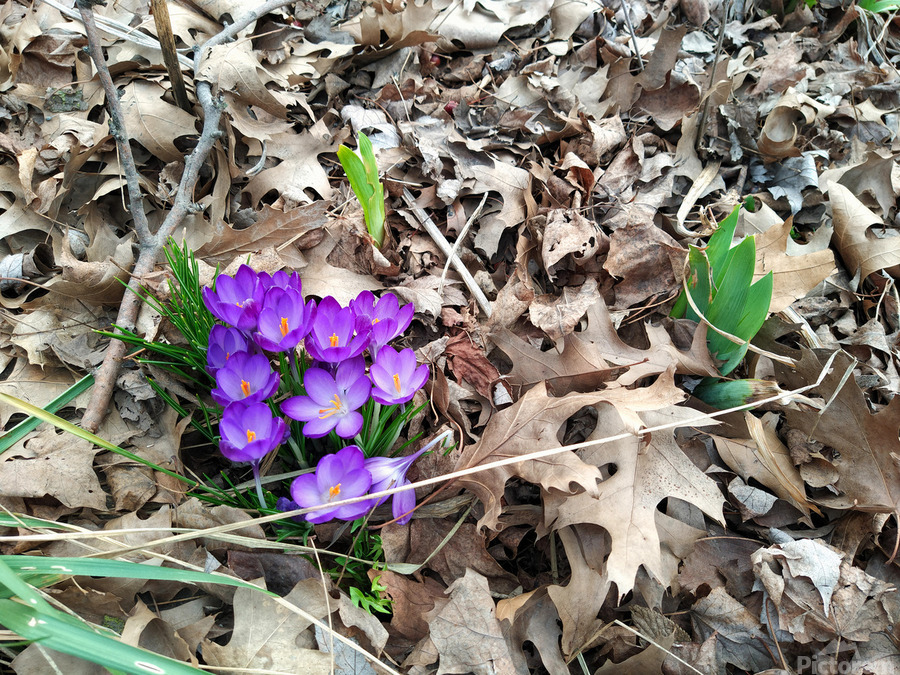 Spring Emerges  Print