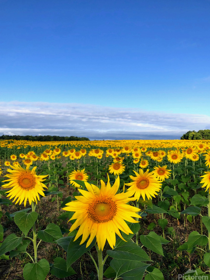 Fields of Joy  Print