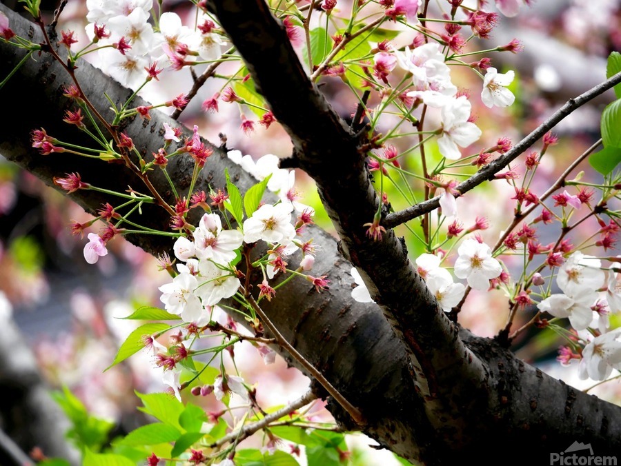 Cherry Blossom 2B  Imprimer