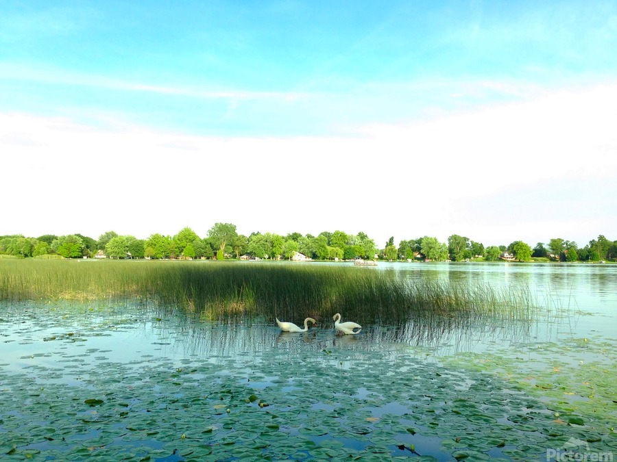 MI Swan Lake 2  Imprimer