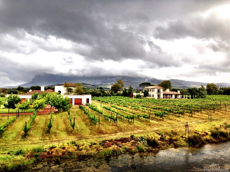 Vineyard in South Africa  Print