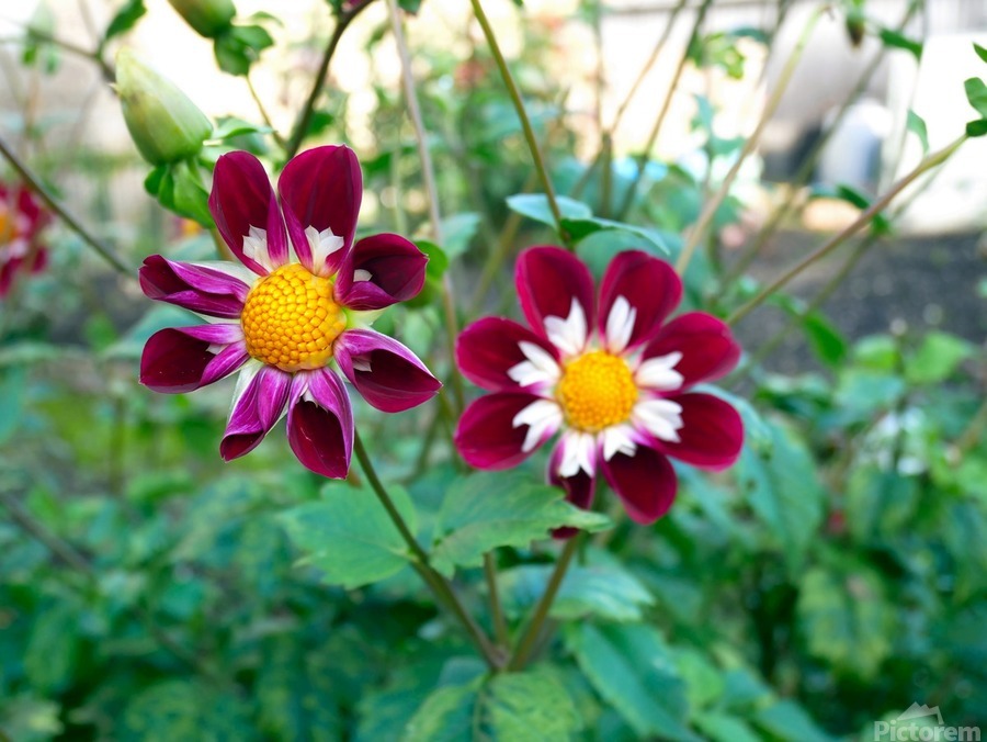 Flower Bloom 5  Imprimer