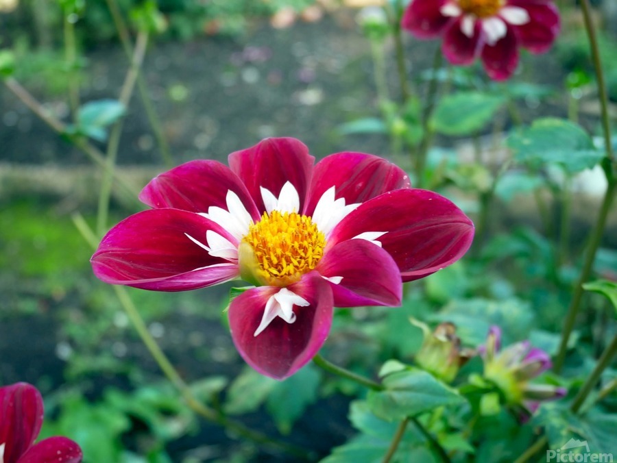 Crimson Bloom Boom    Print