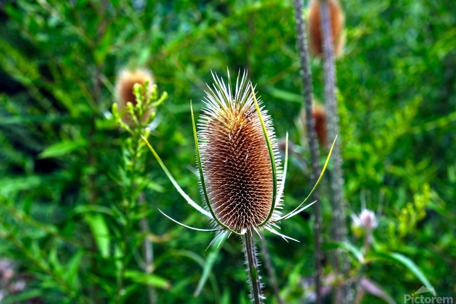 A Beautiful Prick  Print
