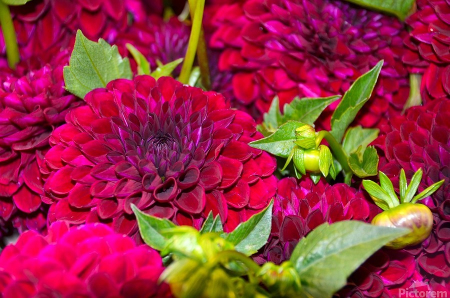 Flower Bloom 4  Print