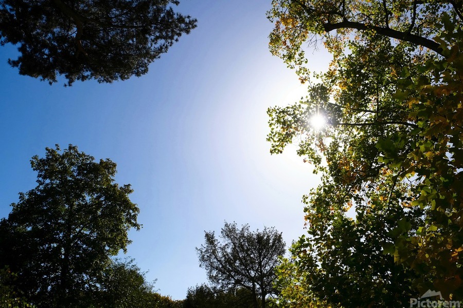 Seeing the Light  Imprimer