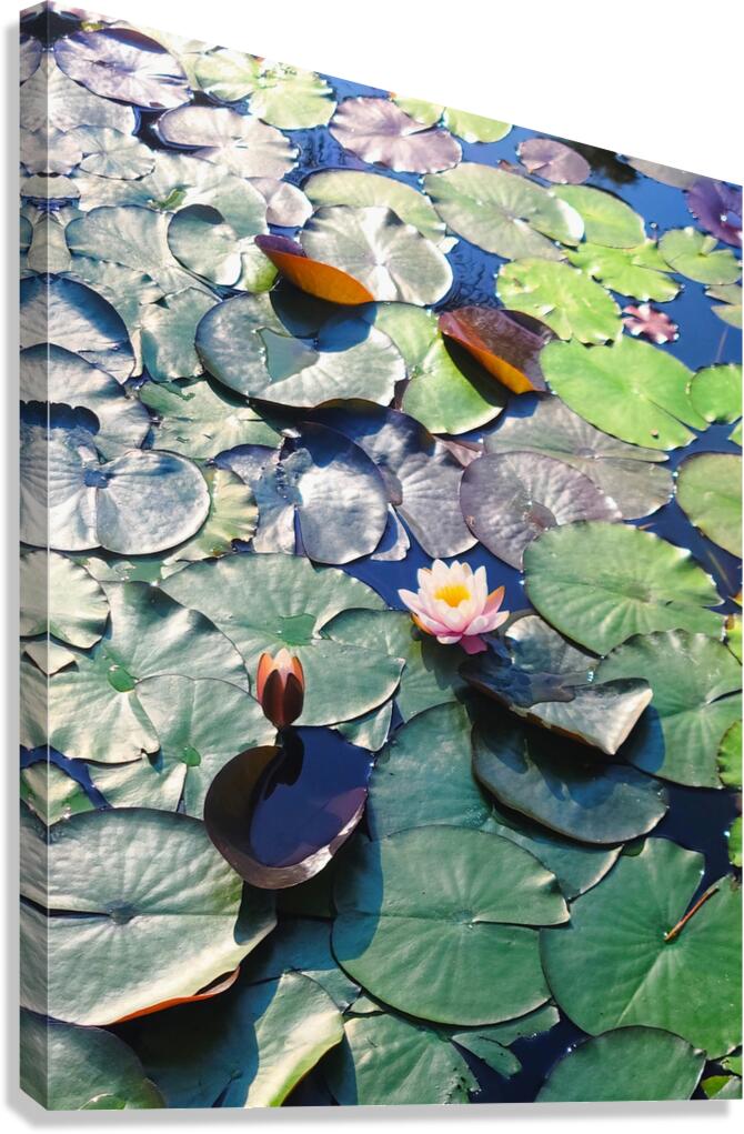 Lotus Lily Love: Promise of the Bloom Canvas Print