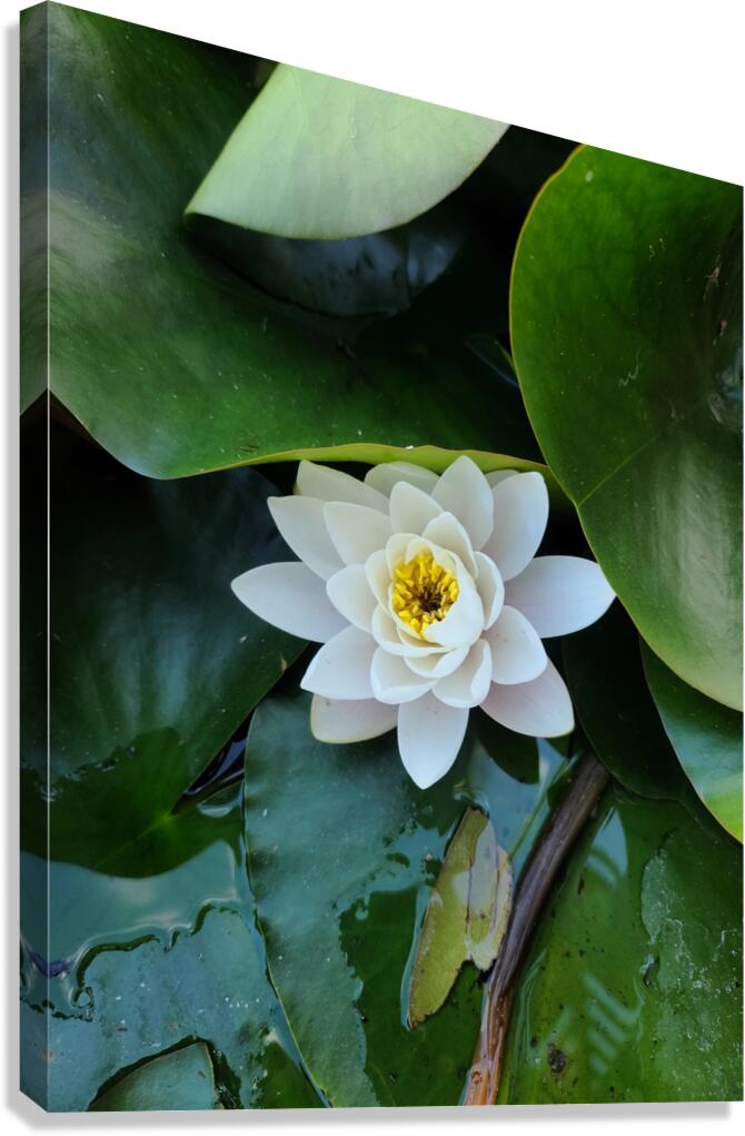 The Heart Within: Petals of Peace Canvas Print