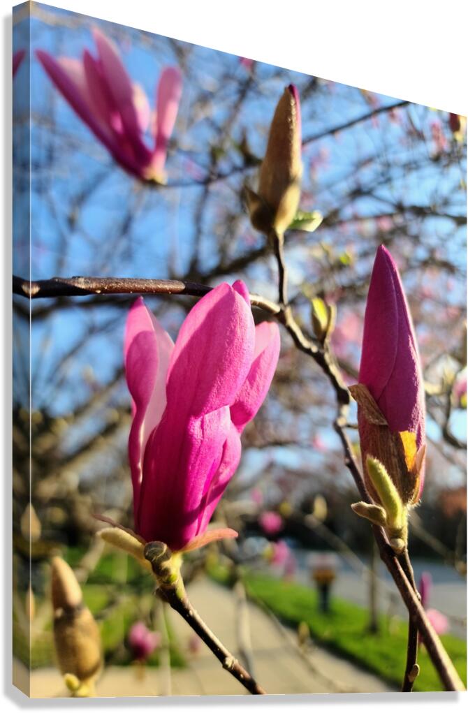 Buds of Hope and the Promise of Spring Canvas Print