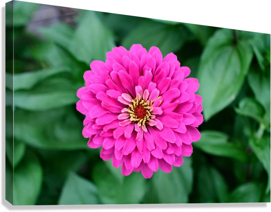 Common Zinnia with Uncommon Beauty Canvas Print