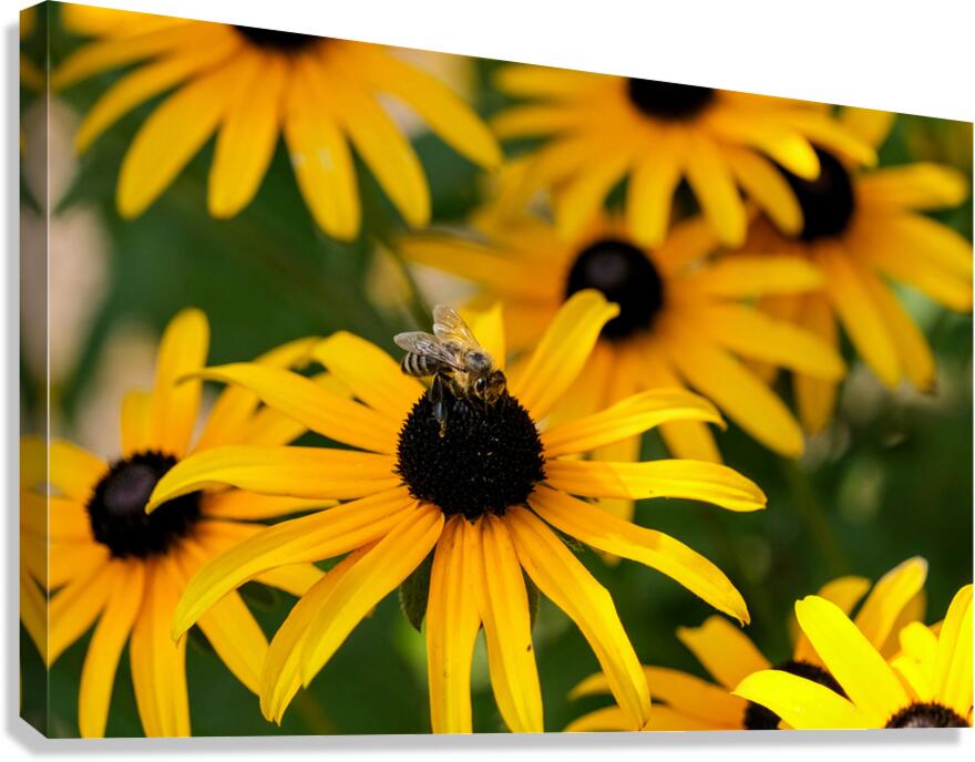 Bee A Black-Eyed Susan Secret Guest Canvas Print