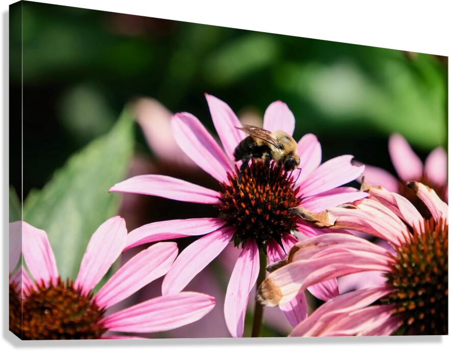 Coneflower and the Resting Wanderer Canvas Print
