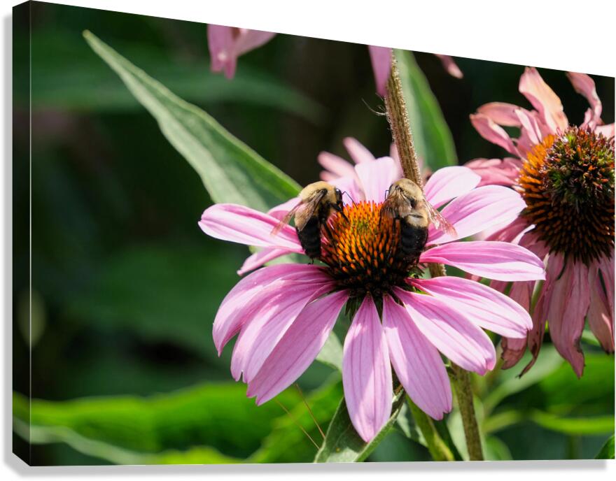 The Harmony of Pollination: Twin Bees on a Purple Coneflower Canvas Print