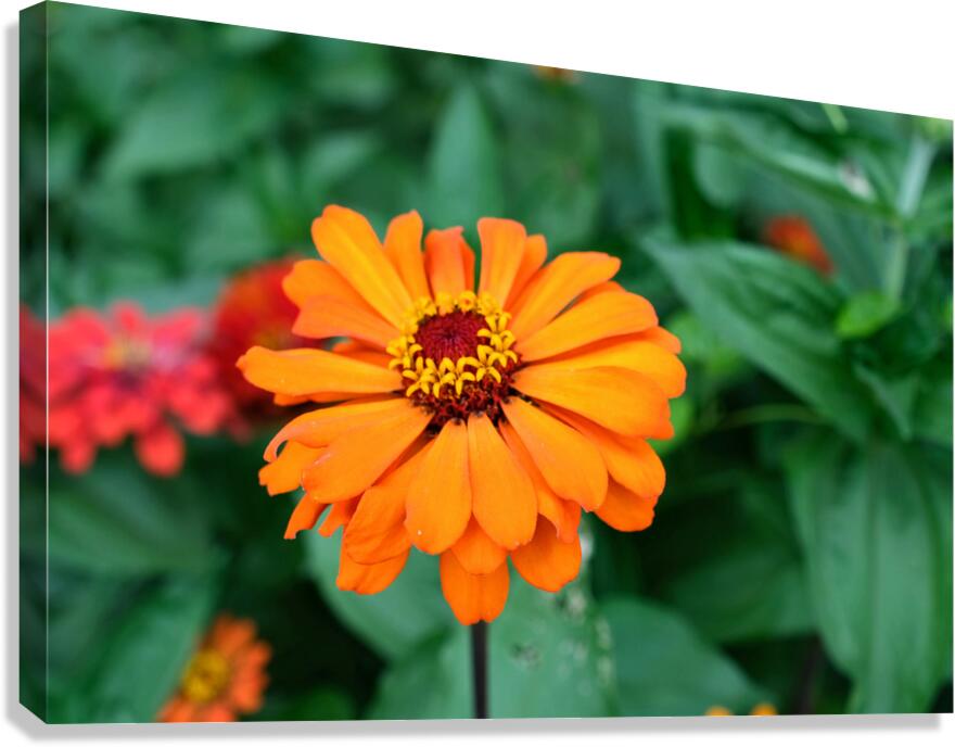 Orange You Royale King Zinnia Canvas Print