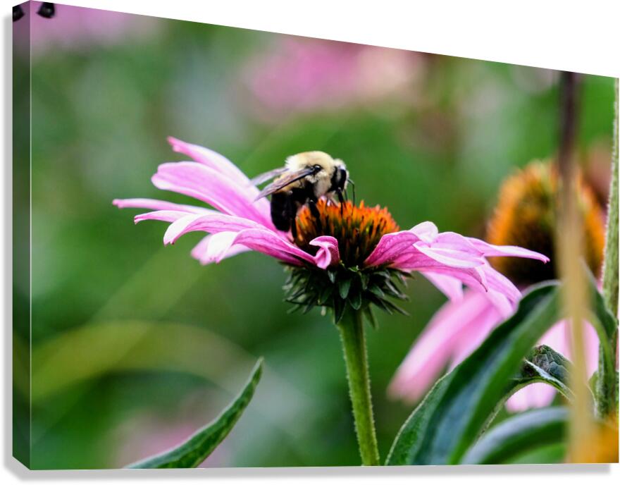 A Bumblebee’s Pause on Coneflower Canvas Print