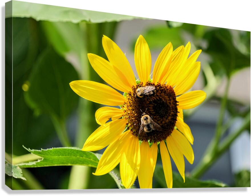 The Sunflower Keeps Time for Two Canvas Print