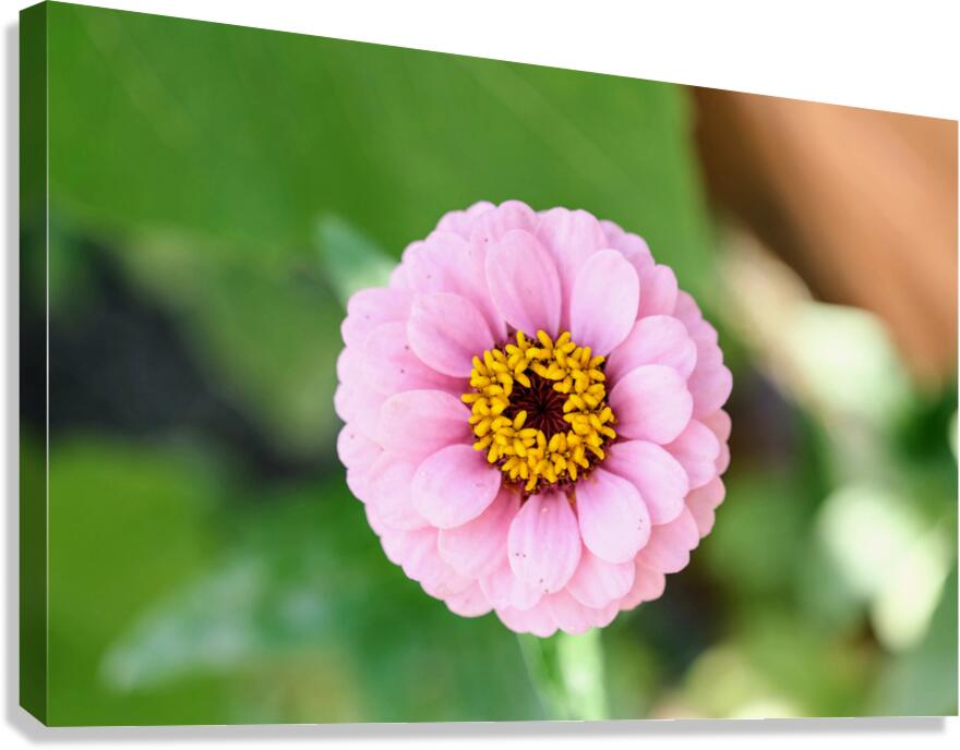 Pretty in Pink Zinnia:  Soft Celestial from Earth’s Garden Canvas Print