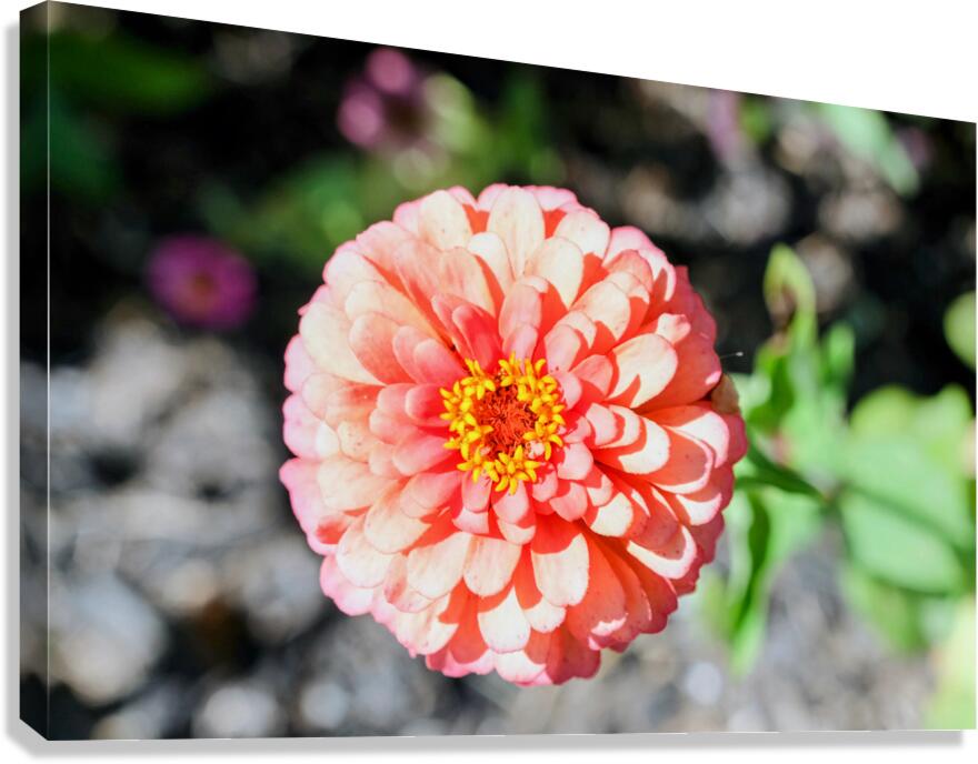 Sun Soaked Pink Zinnia Canvas Print