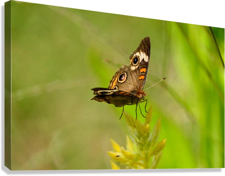 Buckeye Butterfly: Nature’s Tiny Oracle Canvas Print
