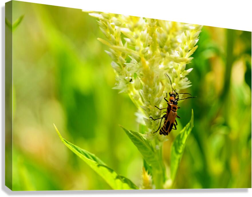 The Daylight Firefly: Guardian of the Green Flame Canvas Print