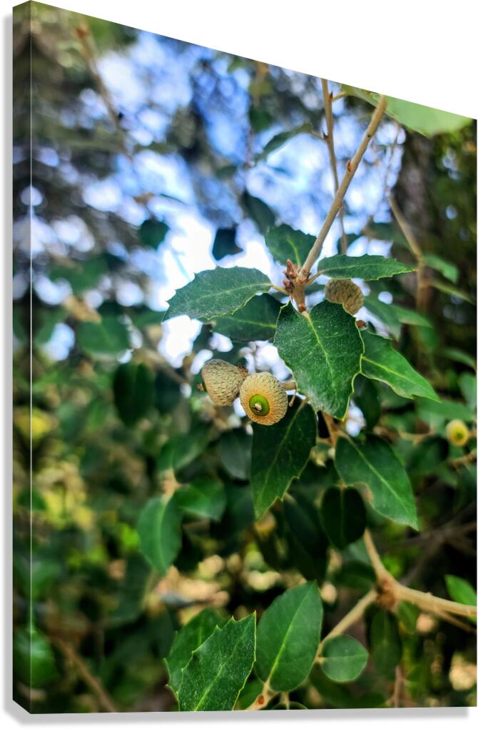 Emergence in Green Canvas Print