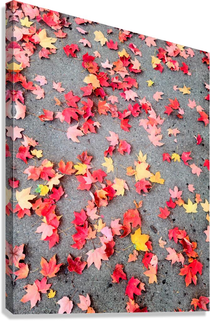 Colorful Fallen Beauties Canvas Print