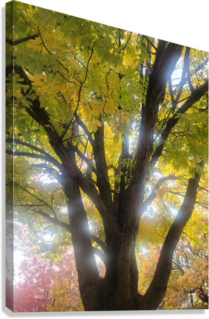 Fall Transition: Beneath the Light of Leaves Canvas Print