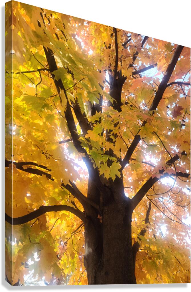 Golden Hour Tree Time 1A  Canvas Print