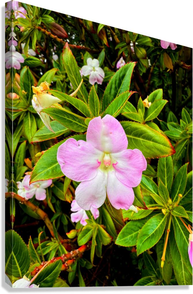 Impatiens: One Quiet Bloom Canvas Print