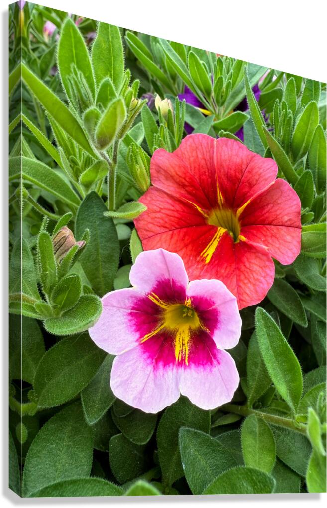 Duet in Full Color Canvas Print