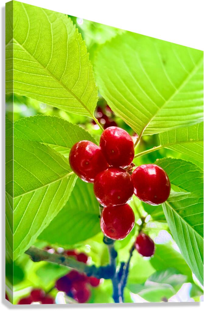 Scarlet Clusters of Abundance Canvas Print