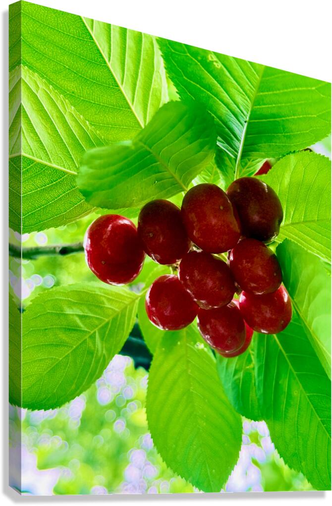 Jewels of the Canopy: The Hidden Orchard Crown Canvas Print