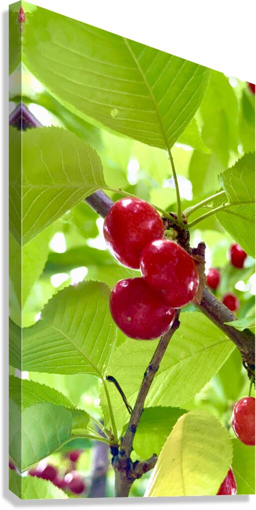Ripened Silence: Cherries in the Suns Embrace Canvas Print