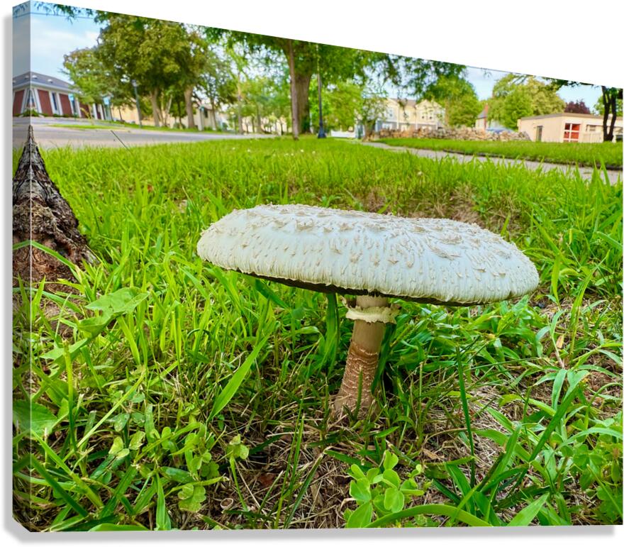 Capstone of the Lawn Canvas Print