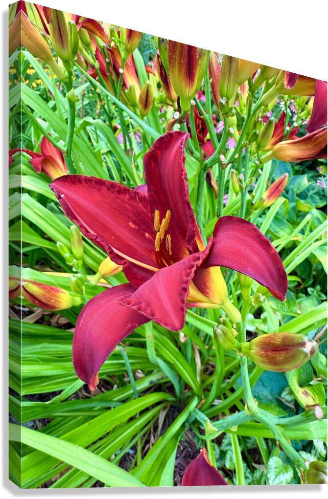 Royal Daylily Portrait Canvas Print