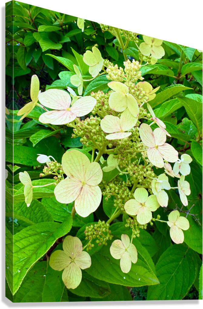  Pale Hydrangea Cluster Canvas Print