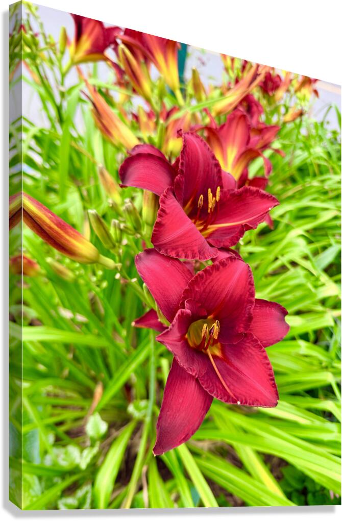 Scarlet Radiance Canvas Print