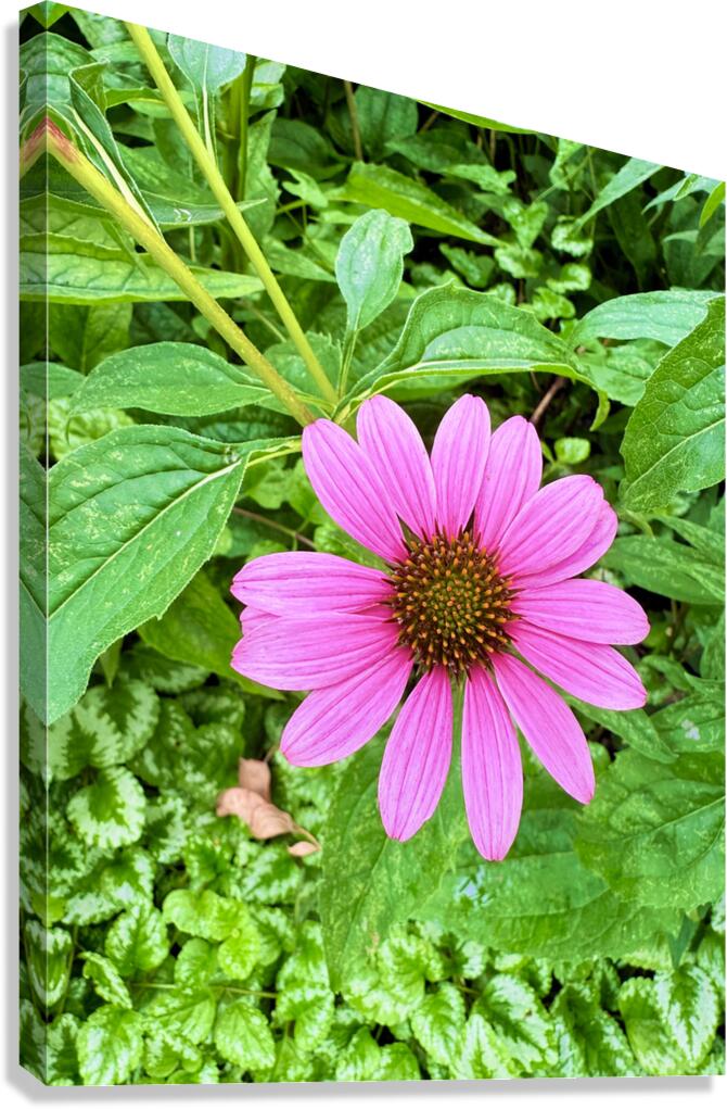 Heart of Summer Canvas Print