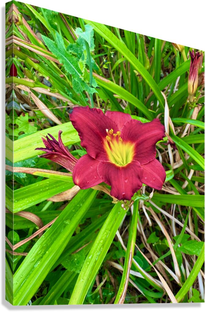 Crimson Flare Canvas Print