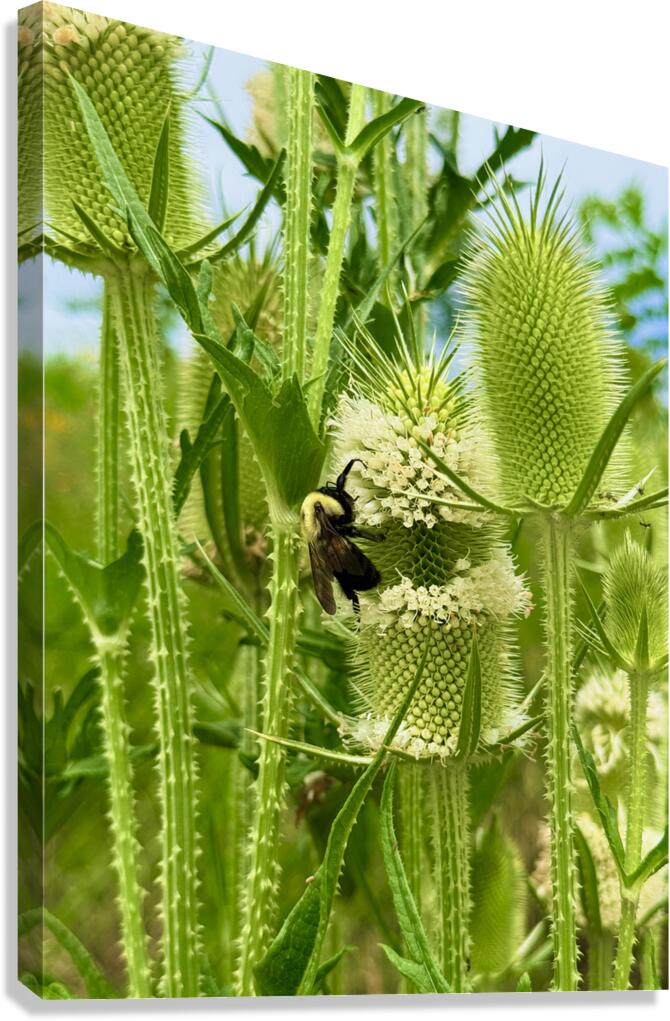 Wings and Spikes Canvas Print