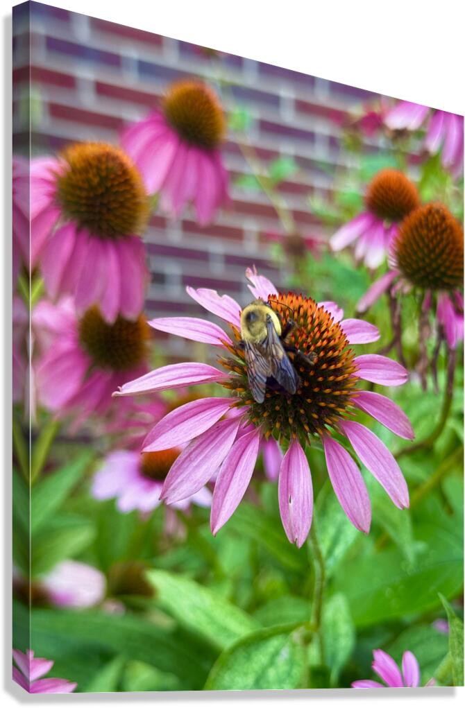 Coneflower Harmony Canvas Print