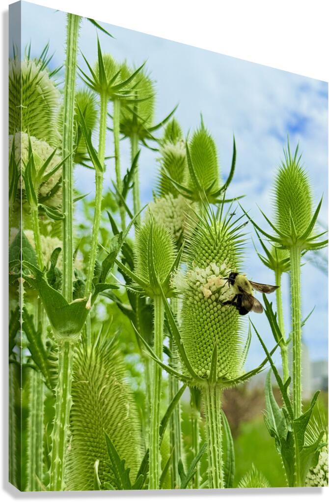 The Reach of Teasel Canvas Print
