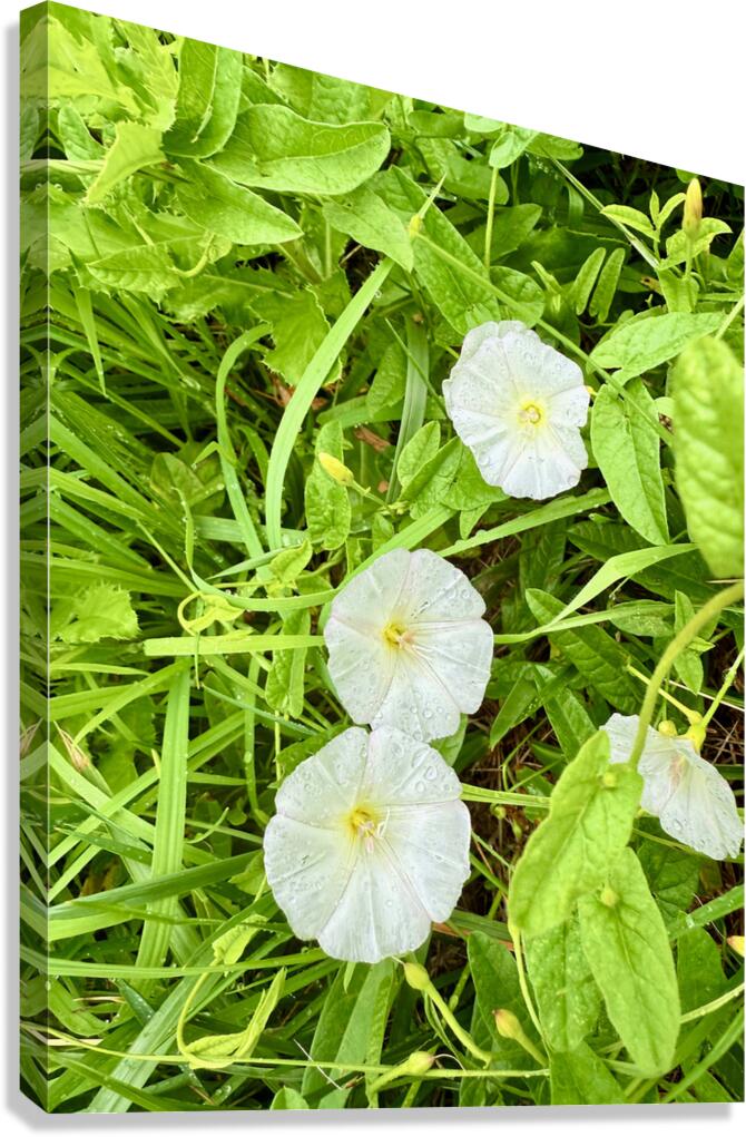 Bindweed Blossoms in the Grass Canvas Print