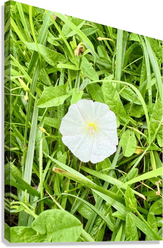 One Wild Bloom : Bindweed Focus Canvas Print