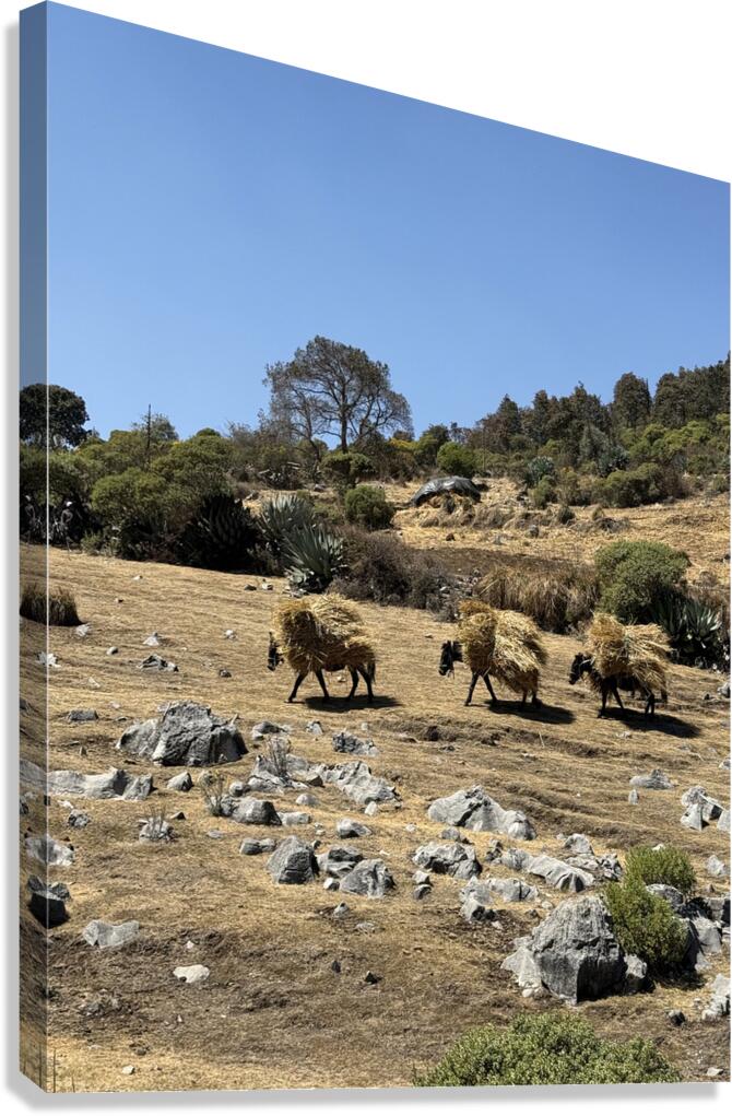 IMG 9558 Canvas Print