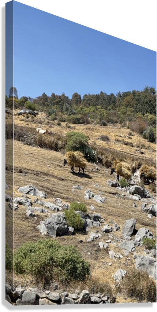 IMG 9556 Canvas Print